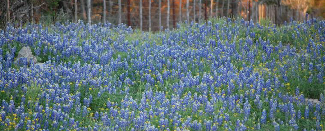 Bluebonnets