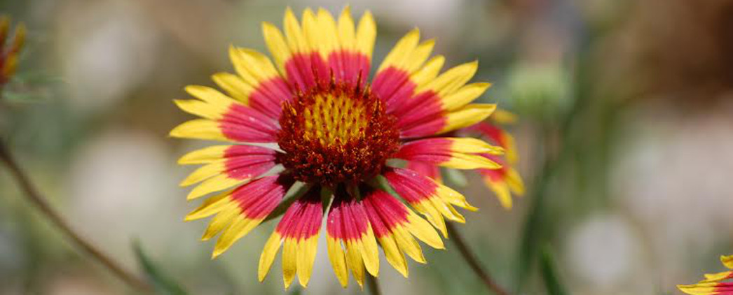 Indian Blanket